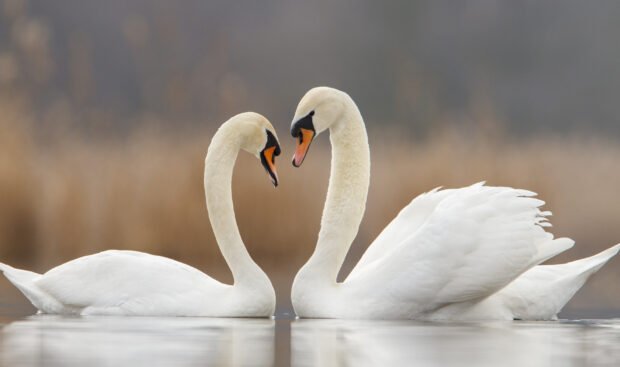 Two elegant swans face each other forming a heart shape on the water surface