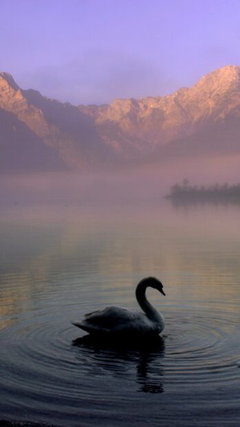A serene swan glides on calm water with misty mountains in the background at dawn