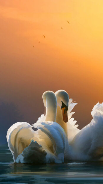 Two elegant swans swim closely on calm water at sunset in this swan wallpapers image