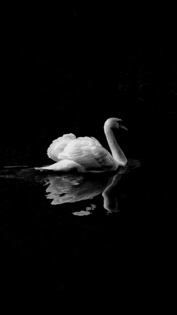 A graceful white swan glides on calm dark water with a clear reflection in this serene wallpaper