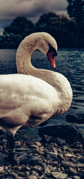 A close up of a white swan standing on rocky shore near water under a cloudy sky
