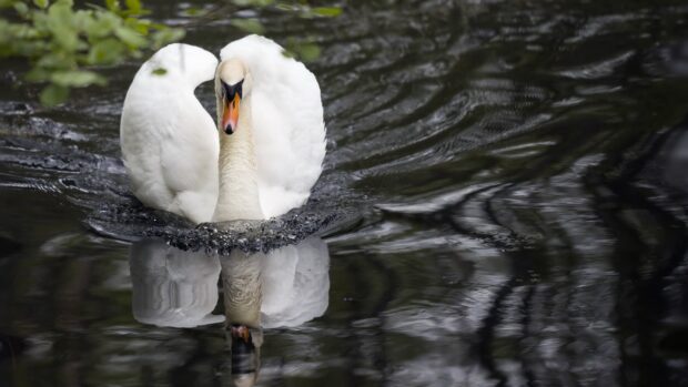 A graceful swan gliding smoothly on dark reflective water in a natural setting