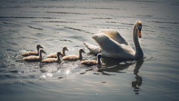 A graceful swan swims on the water with six fluffy cygnets following closely behind