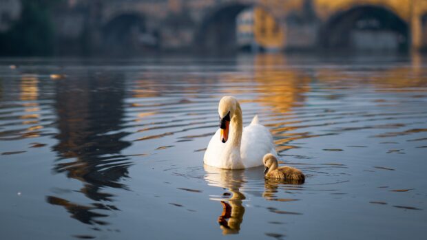 A white swan and its cygnet swimming peacefully on calm water reflecting golden light