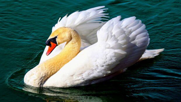 A white swan with a vibrant orange beak glides gracefully on dark blue water
