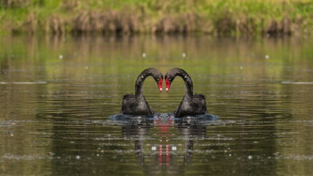 Two black swans face each other forming a heart shape on a calm lake