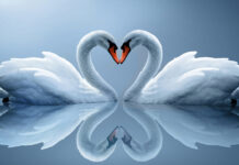Two elegant swans face each other forming a heart shape with their necks on calm water