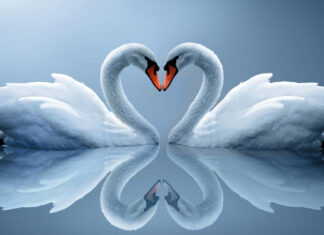 Two elegant swans face each other forming a heart shape with their necks on calm water