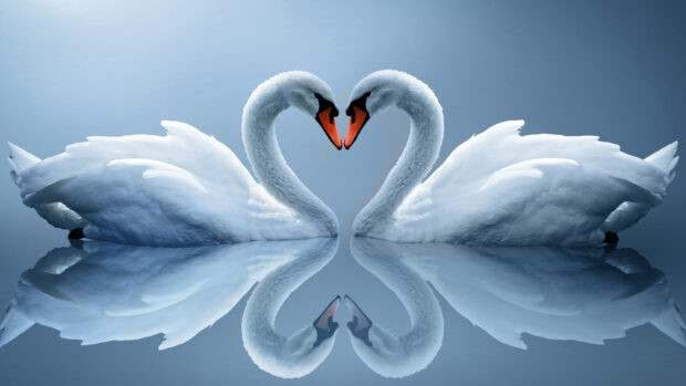 Two elegant swans face each other forming a heart shape with their necks on calm water