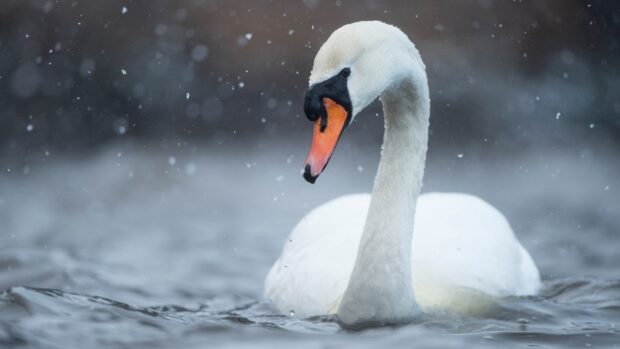 A close up of a white swan swimming in water with snowflakes falling around it
