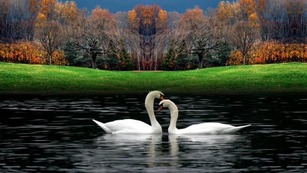 Two white swans swimming closely on a lake with autumn trees in the background