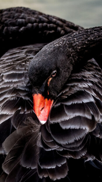 A close up of a black swan with detailed feathers and a bright red beak for Swan Wallpapers