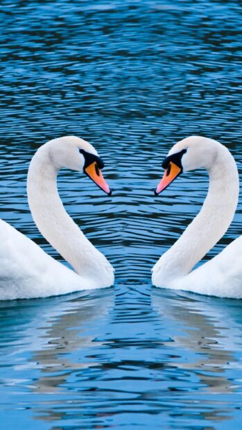 Two elegant swans face each other forming a heart shape on calm blue water