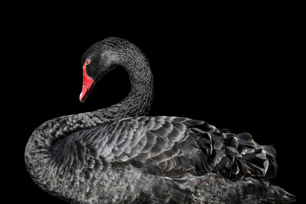 A close up of a black swan with a red beak against a black background