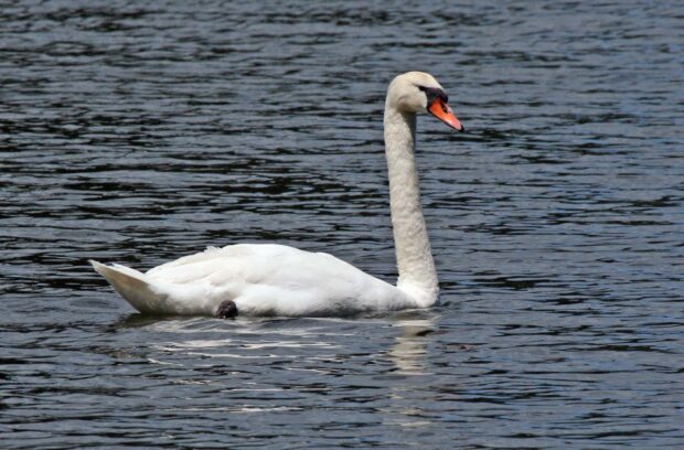 A graceful white swan glides smoothly across the calm water surface