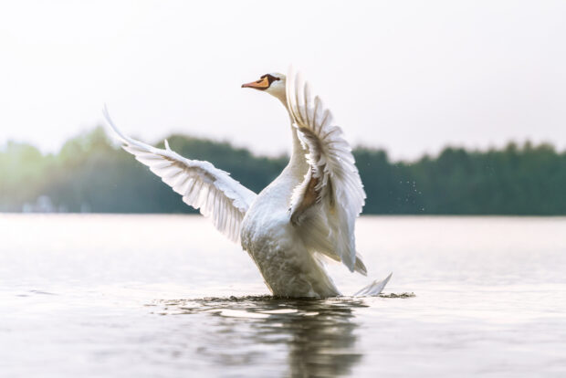 A white swan spreads its wings gracefully on the water during sunset