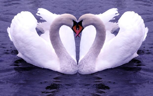 Two elegant swans face each other forming a heart shape on the water surface