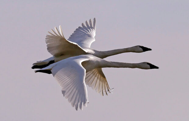 Two elegant swans with outstretched wings flying closely together in clear sky