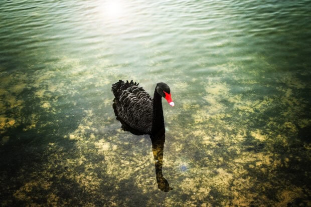 A black swan with a red beak gracefully swims on clear water reflecting the surrounding environment