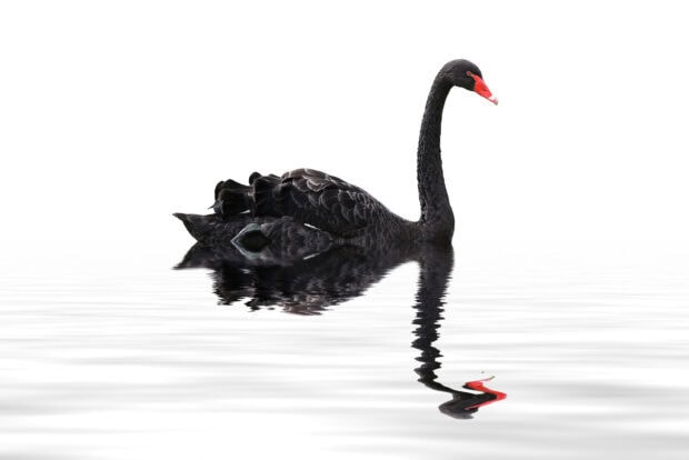A black swan with a red beak is gracefully floating on calm water with a clear reflection