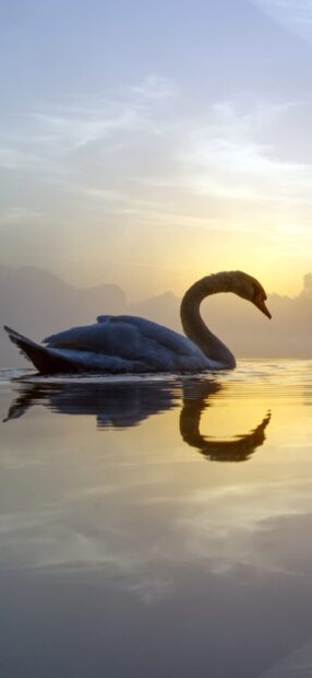 A graceful swan glides across calm water at sunrise with its reflection visible