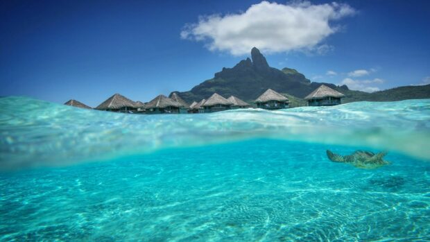 Clear waters with a sea turtle swimming near overwater bungalows in Tahiti