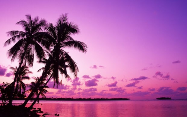 Silhouettes of palm trees along Tahiti coastline at sunset with purple sky and calm water