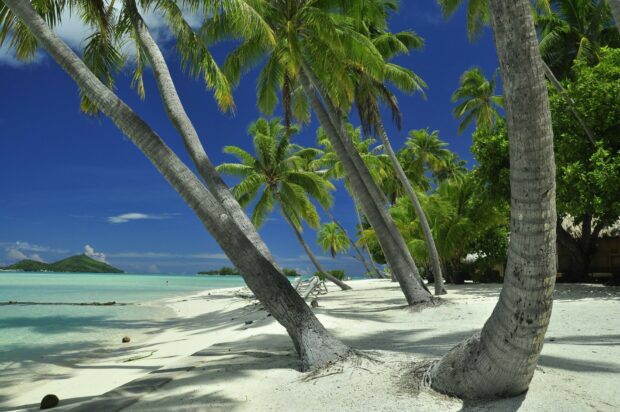 Tropical island with tall palm trees along the white sandy shore in Tahiti