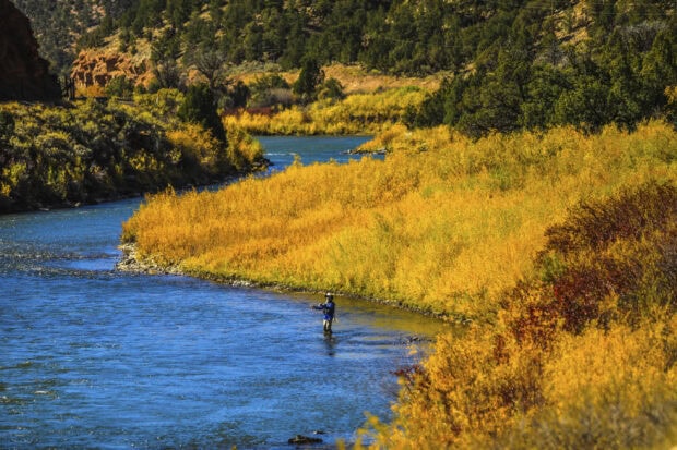 A fisherman standing in the Colorado river surrounded by autumn foliage and trees