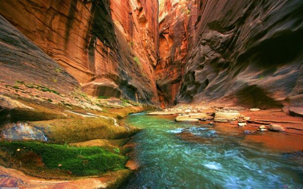 The Colorado River flowing through vibrant canyon walls and lush green moss along the riverbank