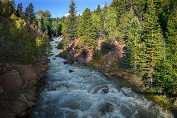 A clear flowing mountain river surrounded by green pine trees and rocky banks in Colorado River area