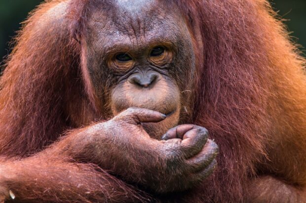 A close up of a thoughtful orangutan with detailed facial features, 2K Desktop Wallpaper