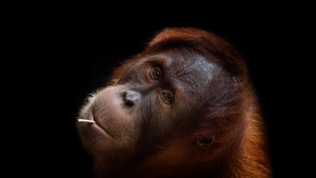A close up view of a thoughtful orangutan looking upward with a dark background, 2K Desktop Wallpaper