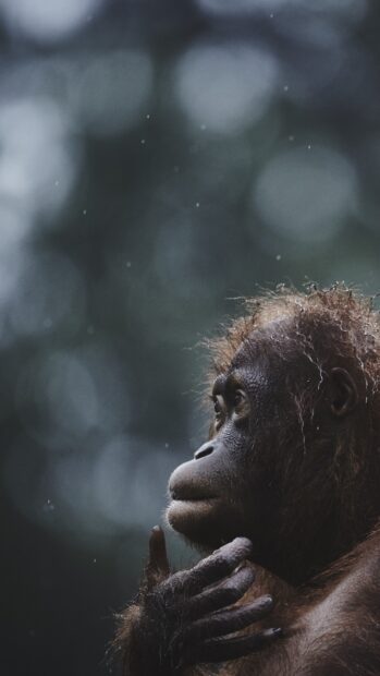 A thoughtful orangutan is sitting quietly while raindrops fall around it, 4K Phone Wallpaper