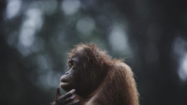 A thoughtful orangutan is captured in the rain with a blurred forest background, 4K Desktop Wallpaper