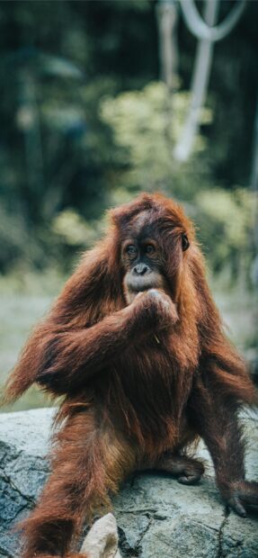 A thoughtful orangutan resting on a rock is captured in this natural setting, 2K Phone Wallpaper