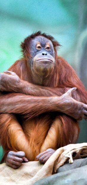 A thoughtful orangutan is sitting calmly with crossed arms and relaxed expression, HD Mobile Wallpaper