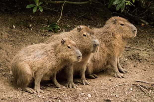 Three capybaras are sitting closely together on dry ground surrounded by foliage