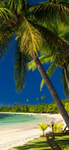 A tropical beach with palm trees and clear water in the Dominican Republic, HD Phone Wallpaper