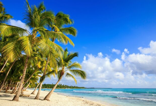 Palm trees line the white sandy beach under a clear blue sky in the Dominican Republic, 2K Desktop Wallpaper