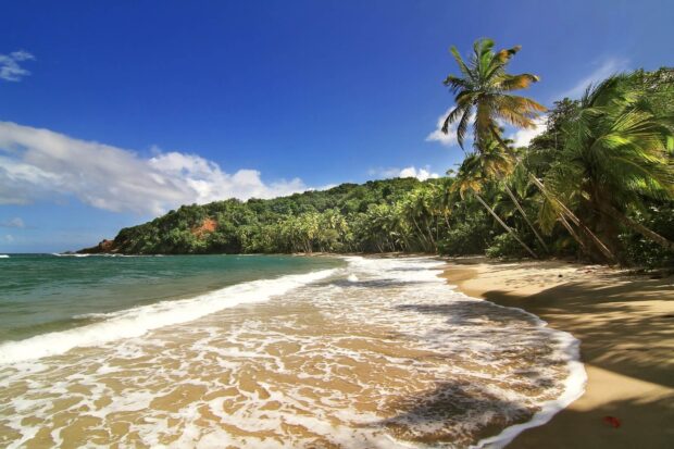 The shoreline of Dominica Island is lined with palm trees and clear blue water, HD Desktop Wallpaper