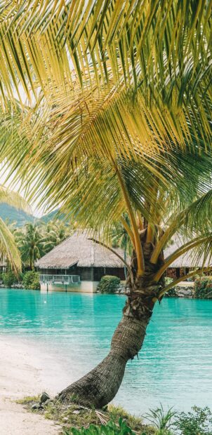 A tropical bungalow sits peacefully beside clear turquoise water with palm trees, 2K Phone Wallpaper