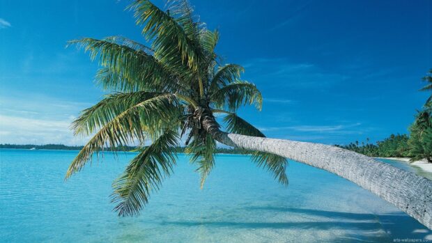 A tropical palm tree extends over clear blue ocean water under a bright sky in Zanzibar, HD Desktop Wallpaper