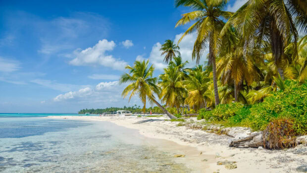 A beautiful shore with palm trees along the vibrant Dominican Republic coast, HD Desktop Wallpaper