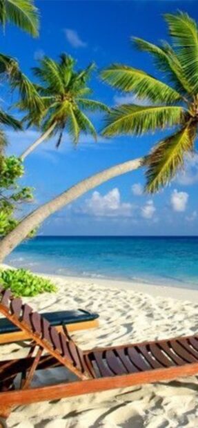 A beautiful view of Zanzibar with palm trees and lounge chairs on the sandy beach under a clear blue sky, 2K Mobile Wallpaper