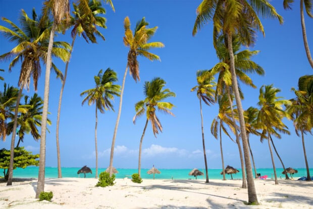 Tropical palm trees stand tall on a white sandy beach with turquoise water and blue sky in Zanzibar, HD Desktop Wallpaper