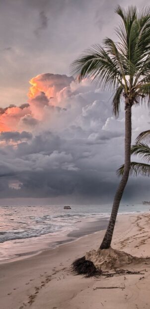 A palm tree stands tall on a sandy beach by the ocean during a colorful sunset with clouds, 2K Phone Wallpaper