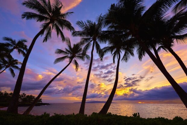 The scenery wallpapers show palm trees silhouetted against a vibrant sunset sky over the ocean, HD Desktop Wallpaper