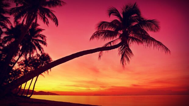 A tropical sunset scenery shows palm trees by a calm sea under a colorful sky, HD Desktop Wallpaper