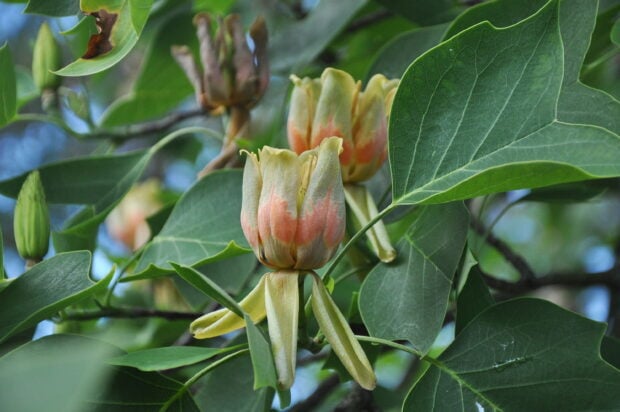 Close up of tulip tree flowers surrounded by large green leaves on a branch